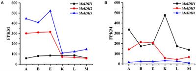Characterization of NAD+/NADP+-Specific Isocitrate Dehydrogenases From Oleaginous Fungus Mortierella alpina Involved in Lipid Accumulation